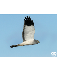 گونه سنقر خاکستری Hen Harrier